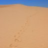 Dune Drifter