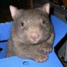 Wombats